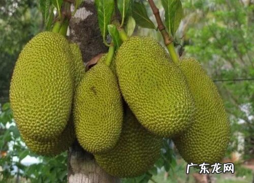 菠萝蜜一年四季都有吗 菠萝蜜是四季水果吗