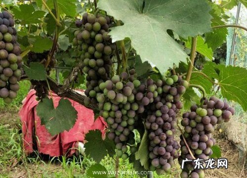 葡萄一年四季都有吗 葡萄是哪个季节的应季水果