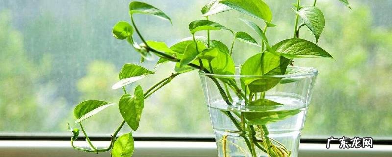 绿萝和吊兰的区别,附具体区别