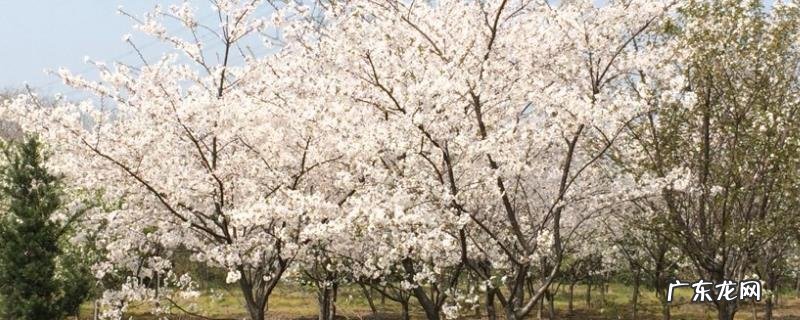 樱花树和樱桃树的区别,樱花树与樱桃树的关系是什么