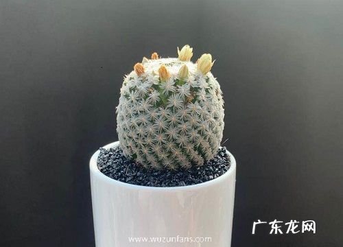 仙人球用什么盆栽好