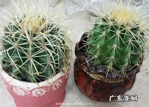 仙人球用什么盆栽好