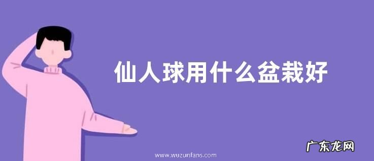 仙人球用什么盆栽好