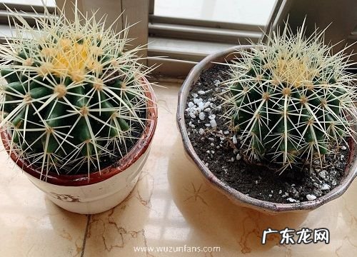 仙人球用什么盆栽好