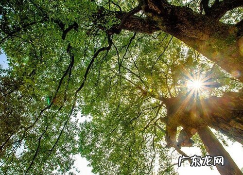 香樟树一年长多高