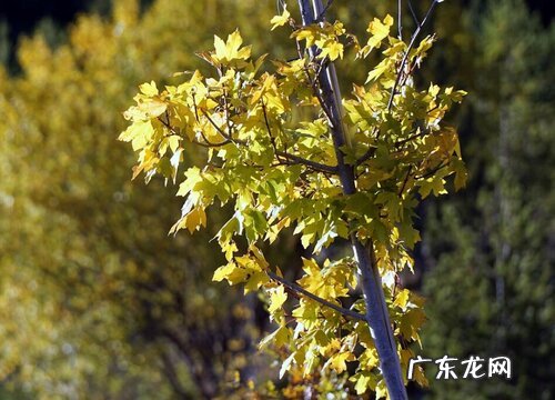 香樟树一年长多高