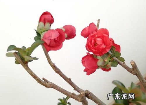 秋天阳台适合养什么花