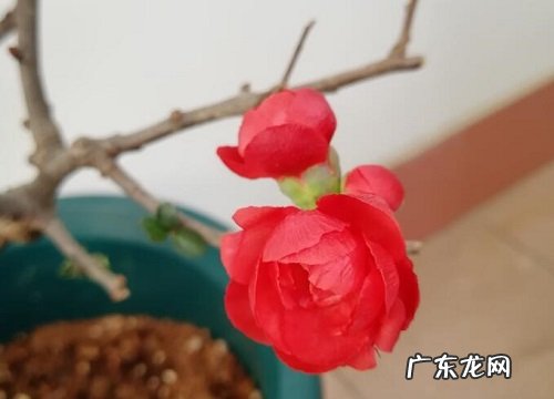 秋天阳台适合养什么花