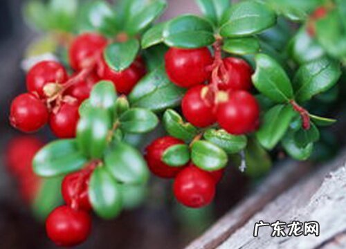 图片 蔓越莓是水果吗 是什么水果