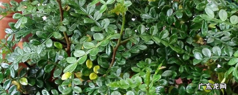 清香木盆景的制作方法,清香木盆景的养护管理