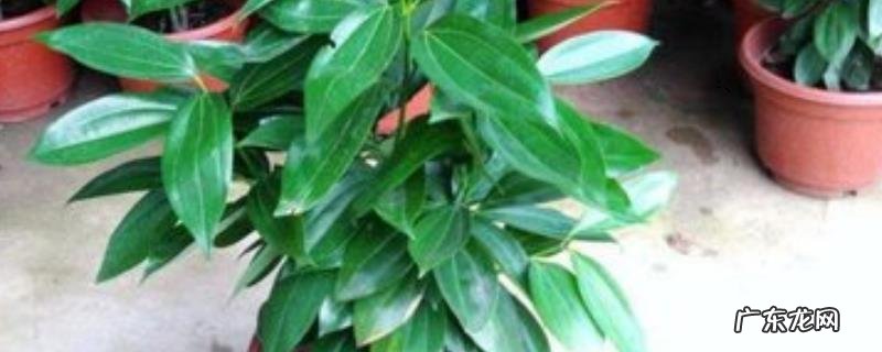 平安树叶子下垂干枯怎么办？平安树叶子发黄怎么办