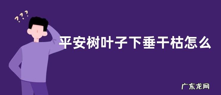 平安树叶子下垂干枯怎么办？平安树叶子发黄怎么办
