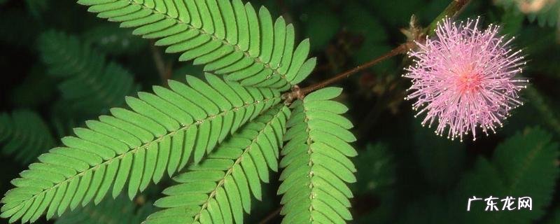 含羞草怎么养?附家庭养殖技术