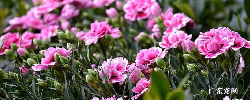 康乃馨怎么养最好，附生长习性
