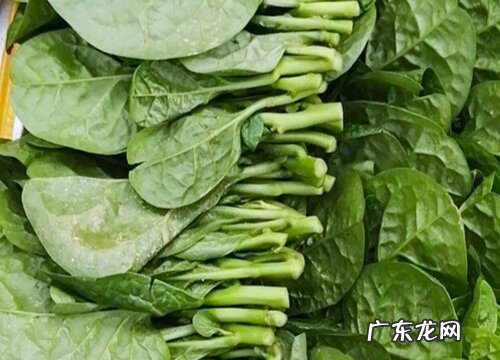 木耳菜是多年生还是一年生植物 第二年还能长吗