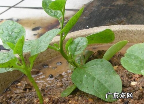 木耳菜是多年生还是一年生植物 第二年还能长吗