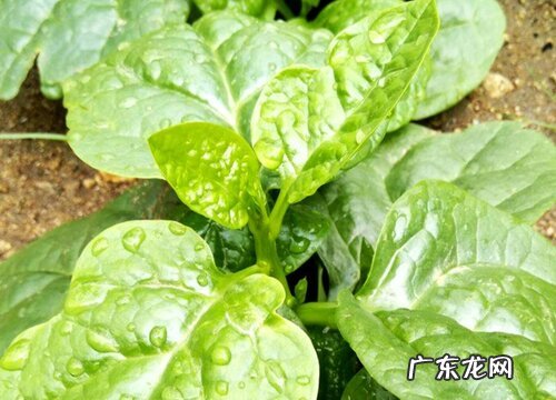 木耳菜是多年生还是一年生植物 第二年还能长吗