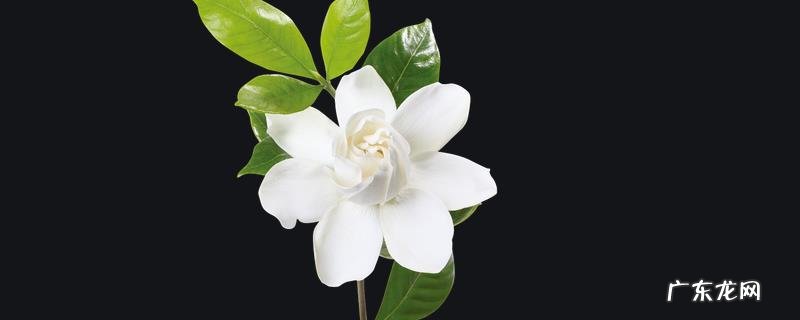 栀子花的水培方法,附栀子花的生长习性