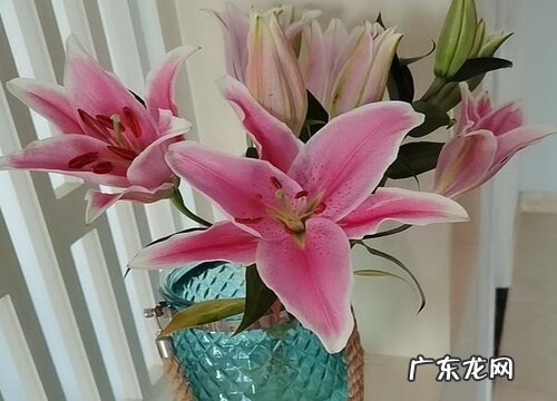 毕业送什么花 适合毕业送的四种鲜花