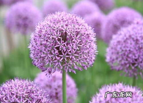 大花葱是多年生植物吗