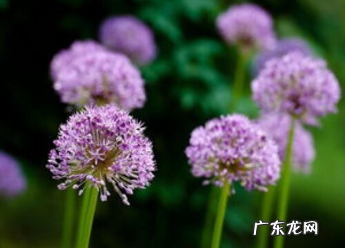 大花葱是多年生植物吗