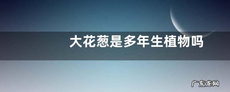 大花葱是多年生植物吗