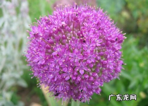 大花葱是多年生植物吗