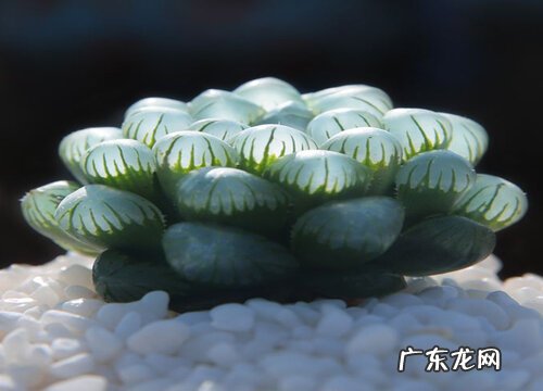 夏季玉露怎么养护