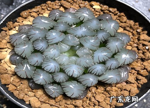 夏季玉露怎么养护