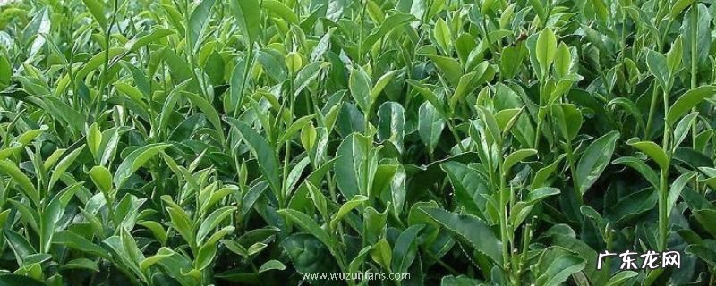 茶树越冬病虫害防治方法,病虫害防治注意事项