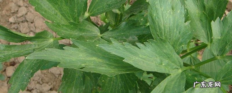 当归种植条件有哪些?附施肥方法