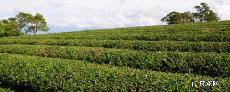 茶叶冻后如何才能恢复生产,整枝修剪是常用的冻害后补救措施之一