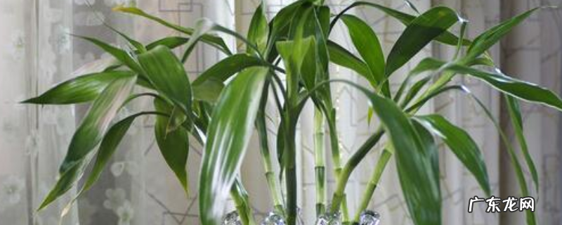 富贵竹的修剪方法,附养护管理方法