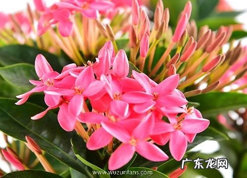 中秋节送什么花最好 四种最适合中秋时节送的花束