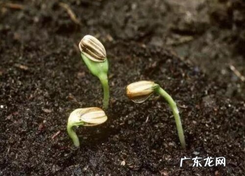 动物、靠风、靠水、弹射 植物靠什么传播种子 有四大方法