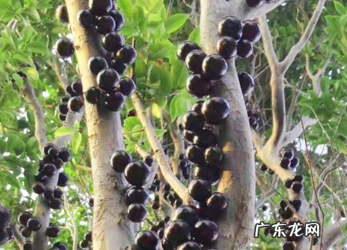 图片 嘉宝果哪个品种最好吃 嘉宝果有多少个品种