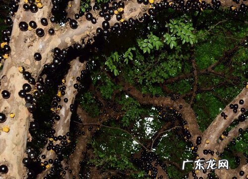 图片 嘉宝果哪个品种最好吃 嘉宝果有多少个品种