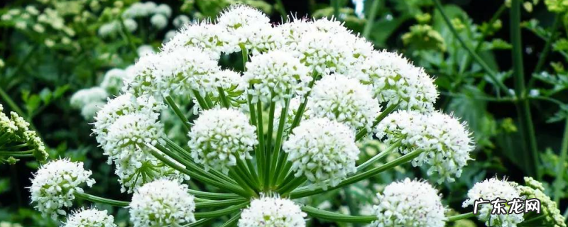 白芷种植时间,附白芷的播种方法