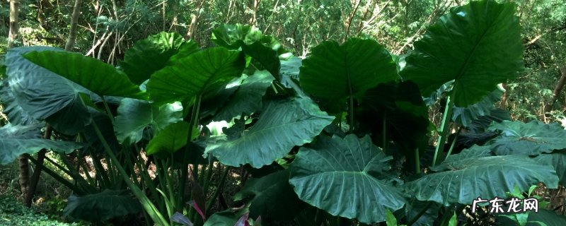 滴水观音为什么会滴水,滴水观音滴水时注意事项