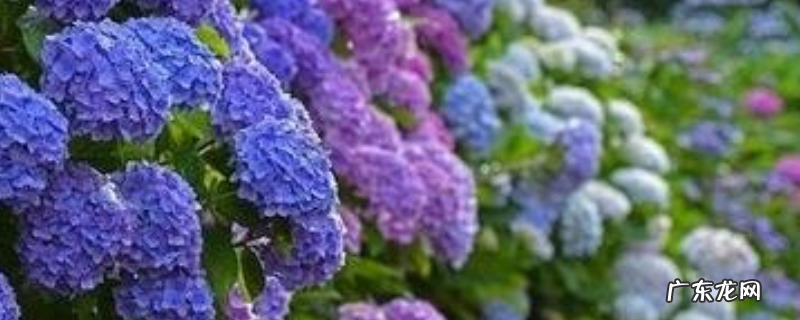 绣球花的扦插方法,绣球花扦插后的管理方法