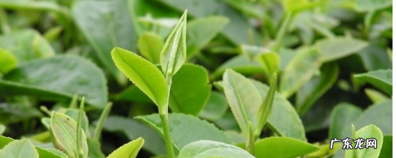 茶叶的贮藏技术,密封贮藏法和低温贮藏法