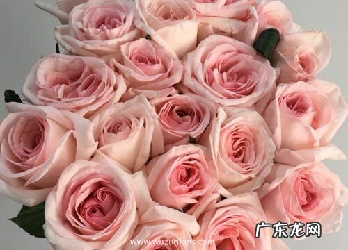 接机送什么花 去机场接人送什么鲜花好