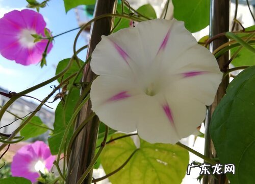 4种颜色 喇叭花什么颜色好看 喇叭花的形状与颜色特点