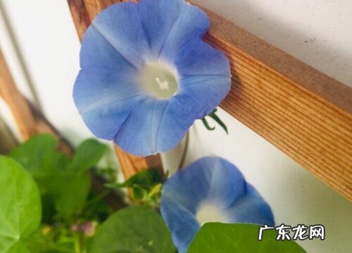 4种颜色 喇叭花什么颜色好看 喇叭花的形状与颜色特点