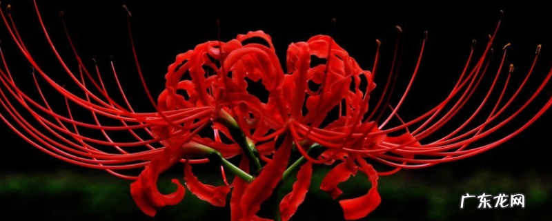 彼岸花的繁殖方法,主要有四种方法