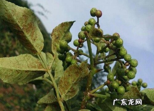 花椒熟了怎样采摘 成熟采摘时间与晾晒方法