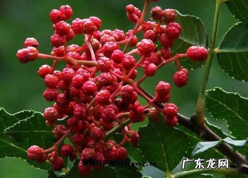 花椒熟了怎样采摘 成熟采摘时间与晾晒方法