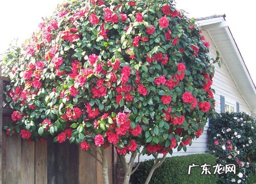 茶树不开花是什么原因