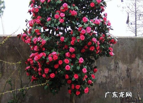 茶树不开花是什么原因