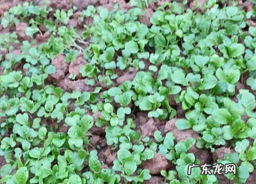 图片 油菜长什么样子 刚长出来小油菜的样子